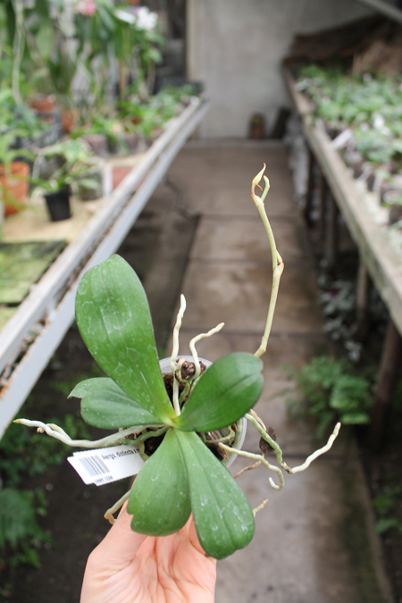 Aerangis distincta x modesta.jpg