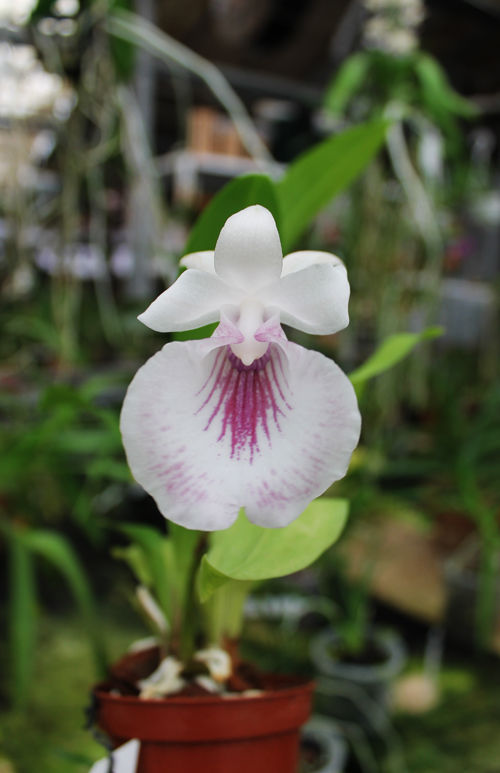 Cochleanthes (amazonica x lobata).jpg