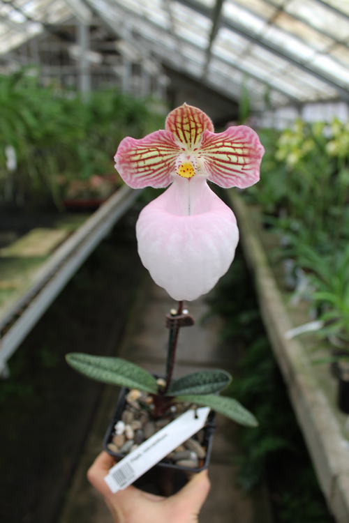 Paphiopedilum micranthum.jpg