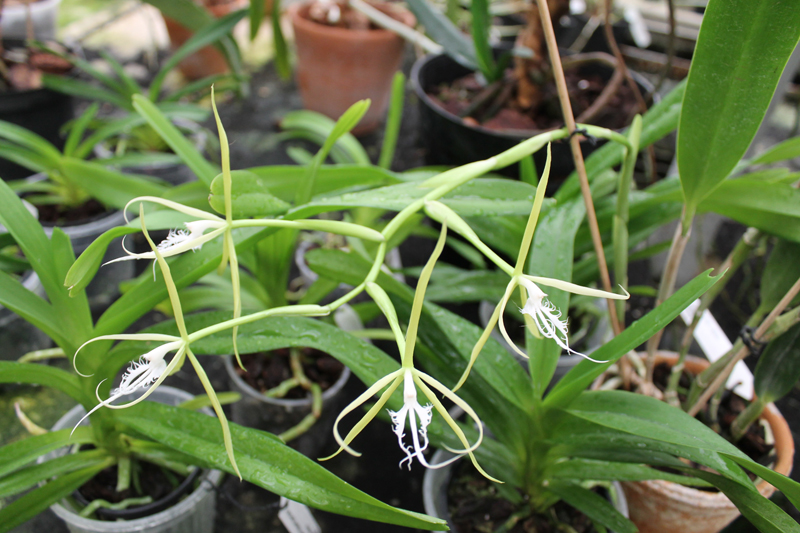 Coilostylis ciliaris.jpg