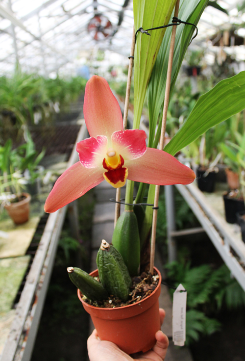 Angulocaste Red Jewel.jpg