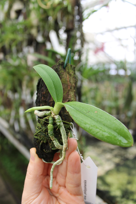 Amesiella philippinensis.jpg