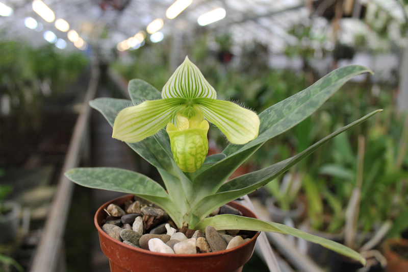 Paphiopedilum venustum alba.jpg