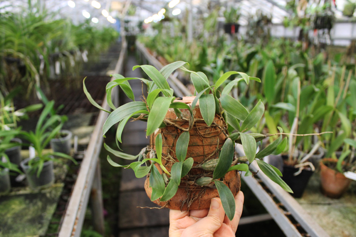 Coelogyne lindleyana.jpg