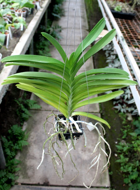 Vanda Somsri Blue Classic.JPG