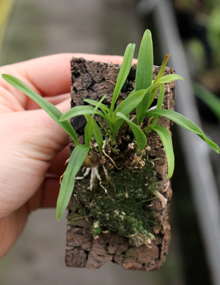 Laelia majale (sin. speciosa).JPG