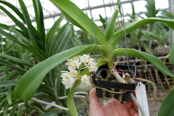 Rhynchostylis gigantea Whiet.JPG