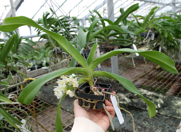 Rhynchostylis gigantea White2.JPG