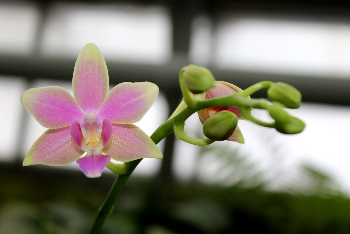 Phalaenopsis Cornustris x (Gelbliber x Princess Kaiulani) x Phalaenopsis Chiada Ziv.JPG