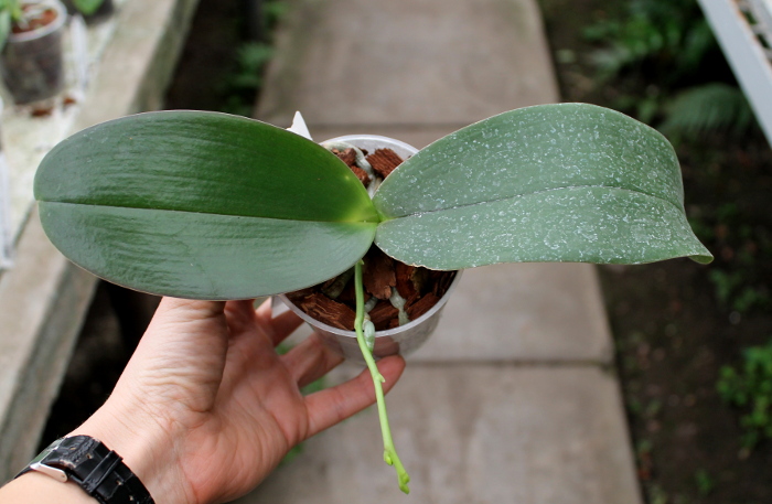 Phalaenopsis Brother Peoker 'BL' x gigantea.JPG
