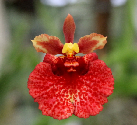 Oncidium (Tolumnia) hybrids.JPG