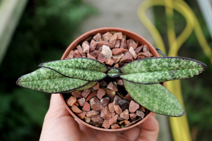 Paphiopedilum delenatii fma. vinicolor.JPG