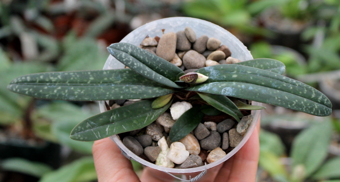 Paphiopedilum niveum.JPG