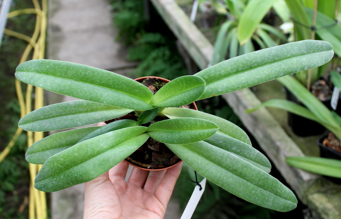 Paphiopedilum Phips.JPG