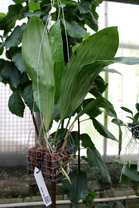 Stanhopea candida.JPG