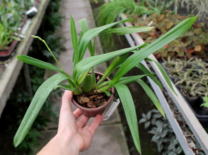 Wilsonara Opalescent 'On The Edge'.JPG