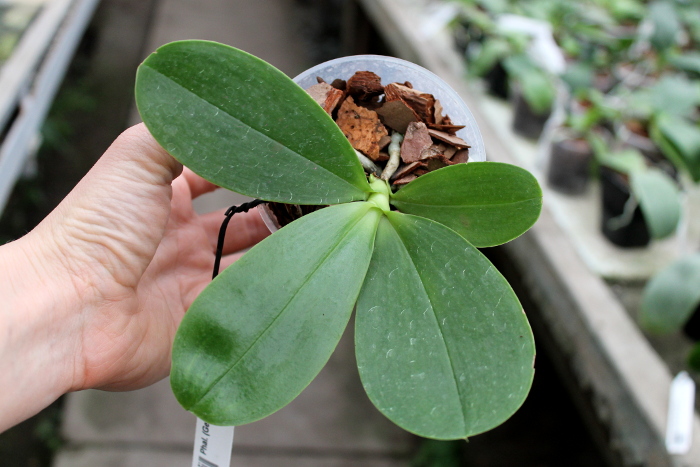 Phalaenopsis (Gelblieber x mariae).JPG