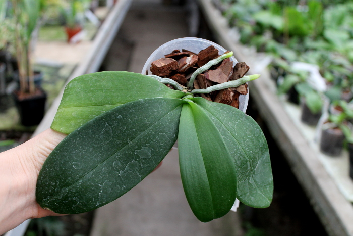 Phalaenopsis equestris alba x Phalaenopsis lindenii.JPG