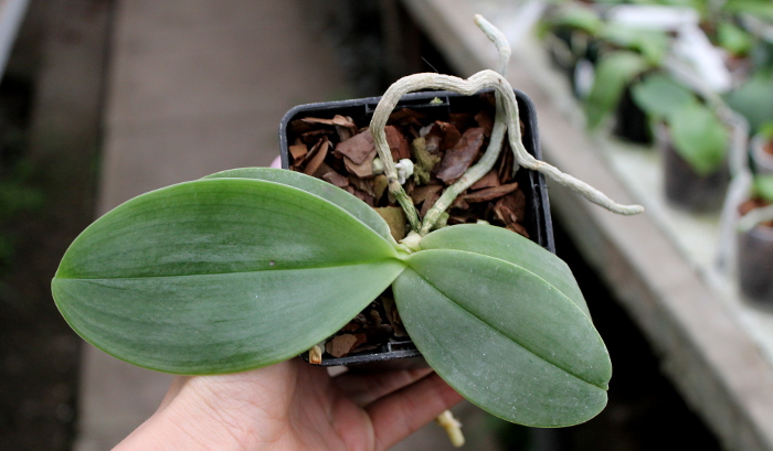 Phalaenopsis gigantea.JPG
