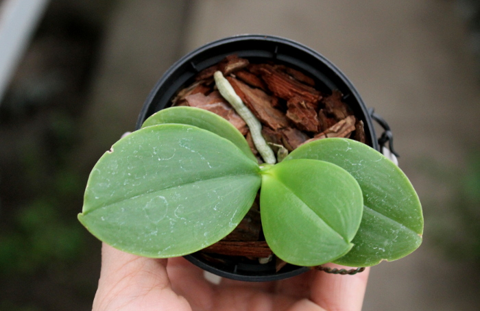 Phalaenopsis Yin's Green Jewel 'Yaphon' x Jennifer Palermo 'C1'.JPG