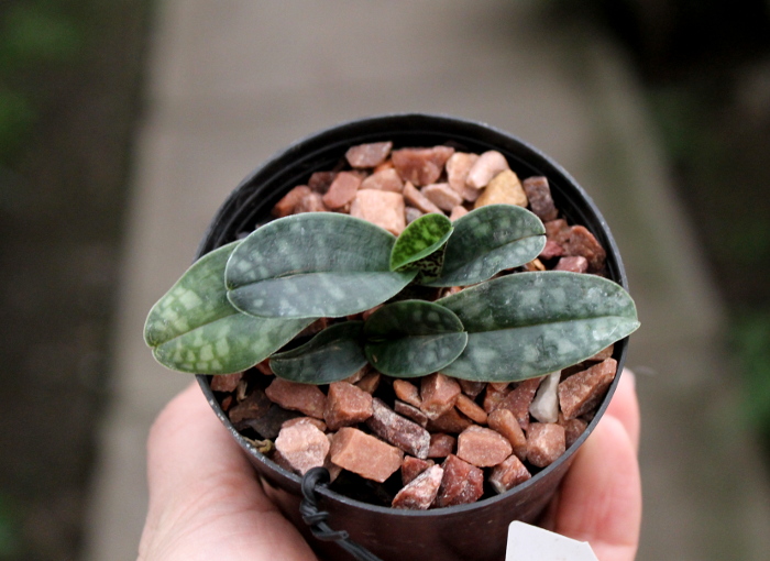 Paphiopedilum vietnamense.JPG