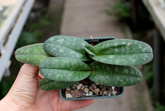 Paphiopedilum bellatulum.JPG