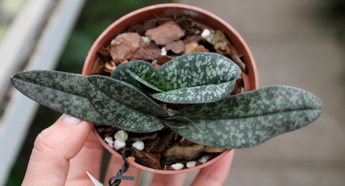 Paphiopedilum niveum (1508).JPG