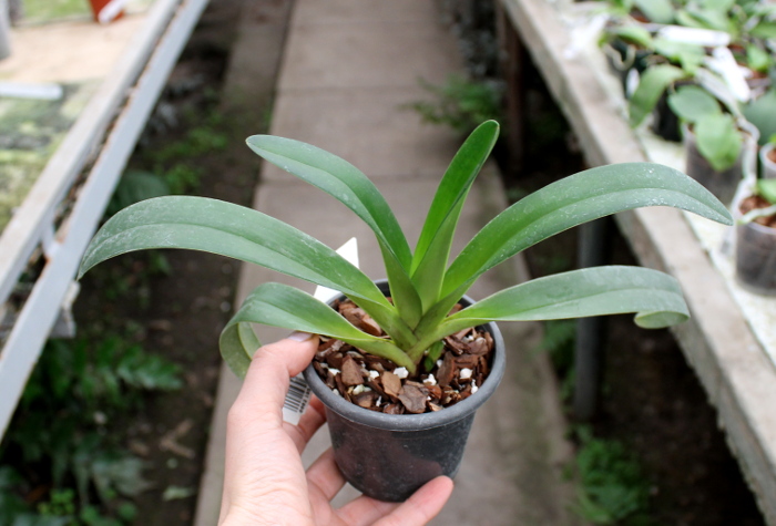 Paphiopedilum druryi.JPG