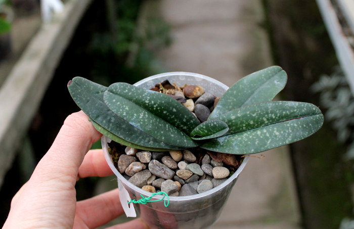 Paphiopedilum godefroyae.JPG