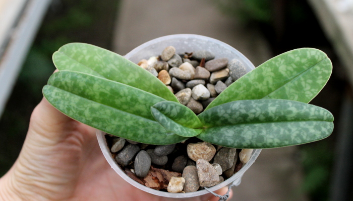 Paphiopedilum concolor.JPG