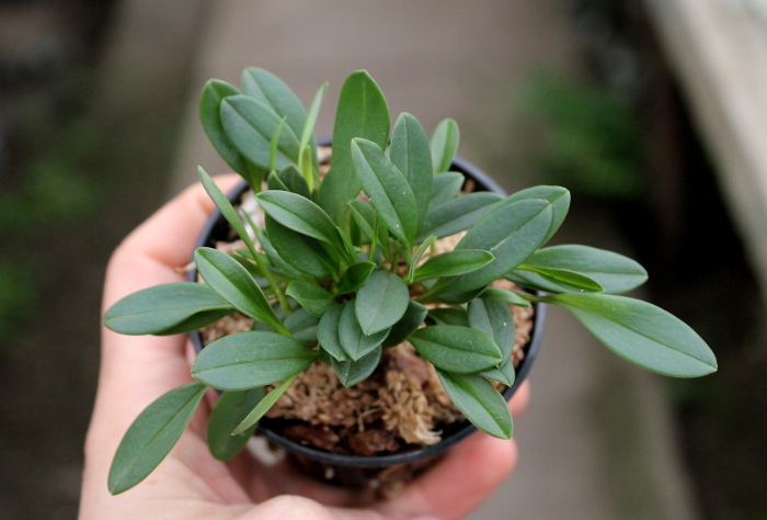 Masdevallia nidifica.JPG