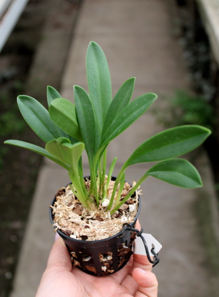 Masdevallia monicana.JPG