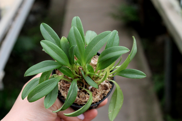 Masdevallia brachyura.JPG