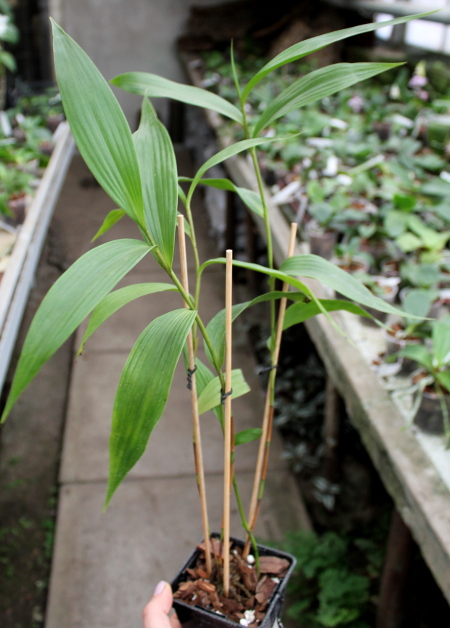 Sobralia sp. coerulea (Equador) x self.JPG