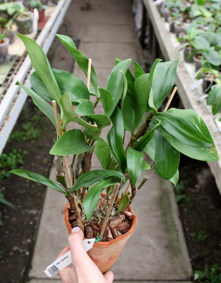 Dendrobium farmeri.JPG