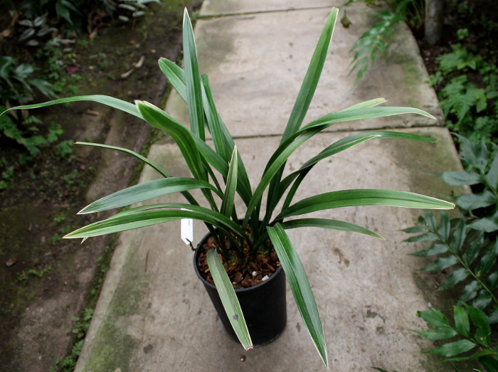 Cymbidium sinense.JPG