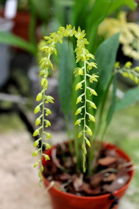 Dendrochilum uncatum.JPG