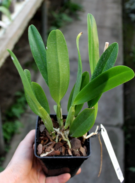 Cattleya quadricolor semi alba x Cattleya quadricolor semi alba 'Pompeu'.JPG