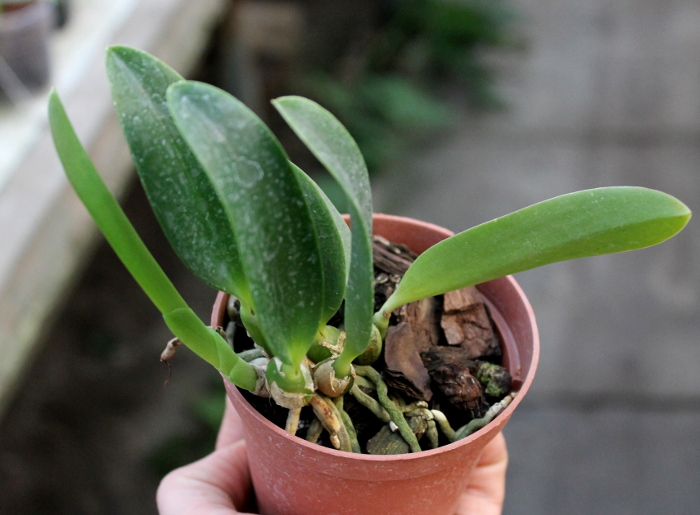 Laelia alaori x praestans.JPG