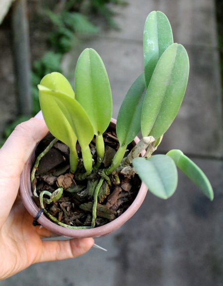 Rhyncholaelia glauca.JPG