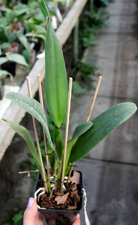 Rhynchosophrocattleya Mormilani Jewel 'Chunfong'.JPG