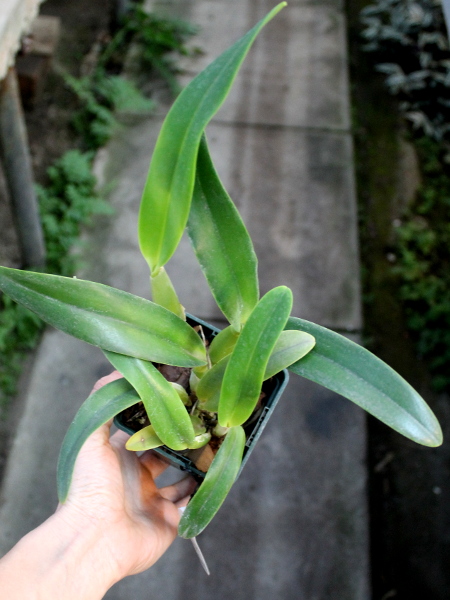 Laeliocattleya Tahoe Rose fma. coerulea 'G.C.' ( walkeriana x purpurata).JPG
