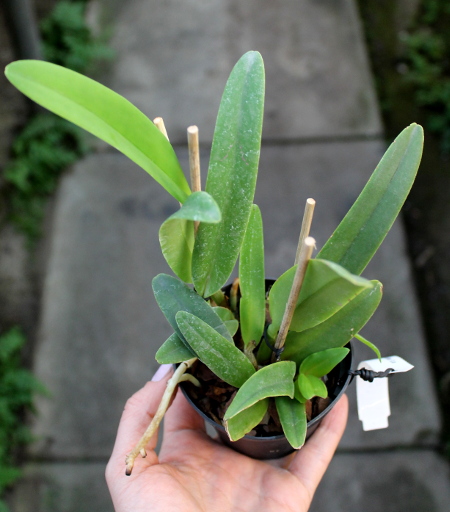 Cattleya maxima semi-alba 'La Pedrena'.JPG