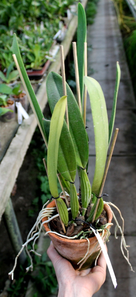 Cattleya mendelii.JPG