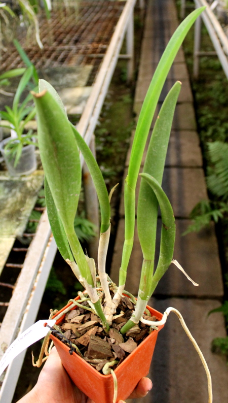 Brassavola fragrans x Laeliocattleya Elizabeth Hearn.JPG