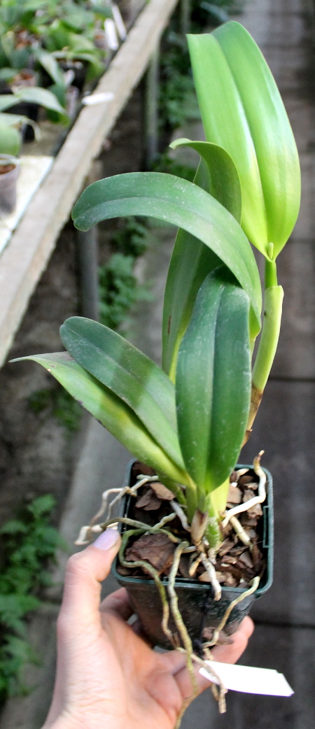 Potinara Orglade's Tradition 'Sunset'(Brassolaeliocattleya Bouton D'Or x Sophrolaeliocattleya Hazel Boyd).JPG
