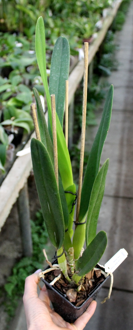 Laelia purpurata (flamea marginata x flamea marginata).JPG
