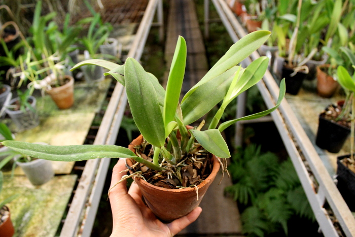 Potinara Chief Free 'Happy Tuesday'.JPG