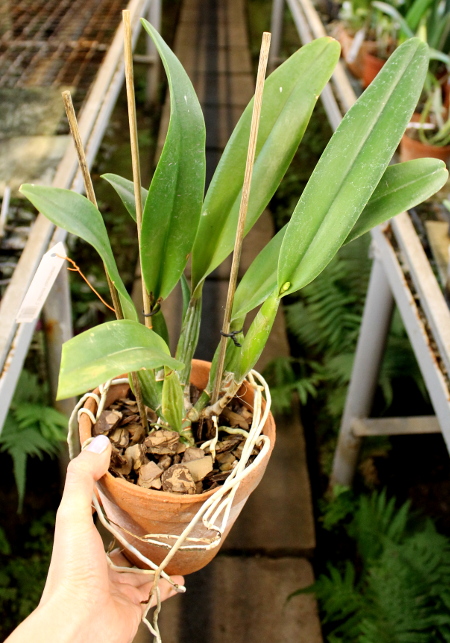 Cattleya Gertrude Hausermann.JPG