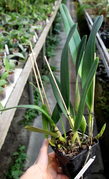Laelia purpurata estriata suave 'AWZ' x Laelia purpurata estriata suave 'Pedra Azul'.JPG
